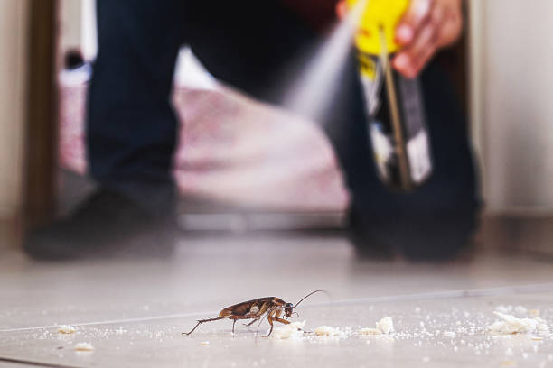 Best Local Pest Control Services  in Roosevelt, NY