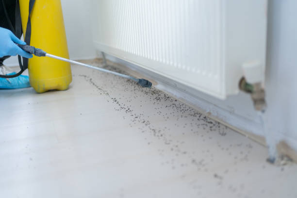 Best Affordable Pest Control Services  in Roosevelt, NY