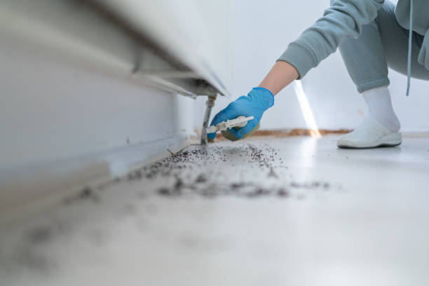 Best Mosquito Control Services  in Roosevelt, NY